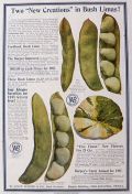 1907 Burpee Seeds Large Color Ad ~ Lima Beans