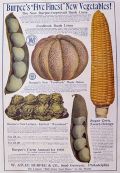 1908 Burpee Seeds Large Color Ad ~ 5 New Vegetables