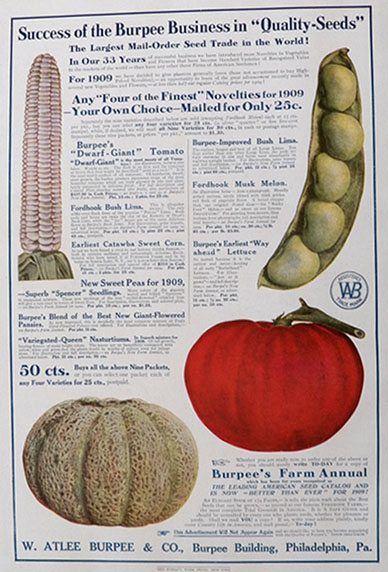 1909 Burpee Seeds Large Color Ad ~ Corn, Melon, Tomato