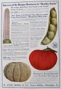 1909 Burpee Seeds Large Color Ad ~ Corn, Melon, Tomato