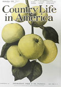1904 Country Life in America Cover ~ Yellow Apples