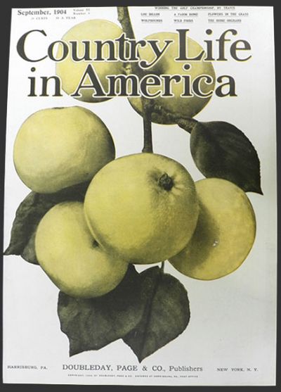 1904 Country Life in America Cover ~ Yellow Apples