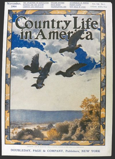 1904 Country Life in America Cover ~ Sea Birds in Flight