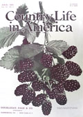 1904 Country Life in America Cover ~ Blackberries