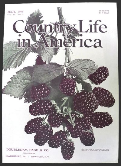 1904 Country Life in America Cover ~ Blackberries