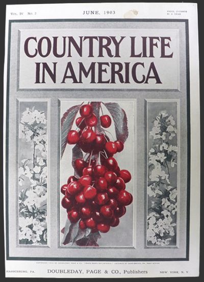 1903 Country Life in America Cover ~ Bunch of Cherries