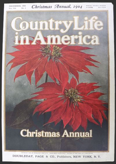 1904 Country Life in America Cover ~ Christmas Poinsettia