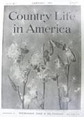 1904 Country Life in America Cover ~ Milk Weed Pods