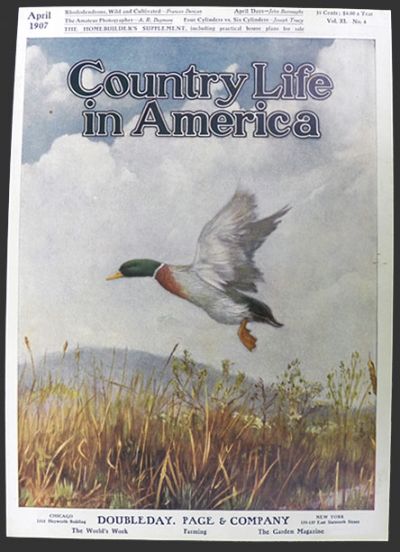 1907 Country Life in America Cover ~ Mallard Drake