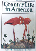 1905 Country Life in America Cover ~ Pink Flamingos & Baby Flamingos