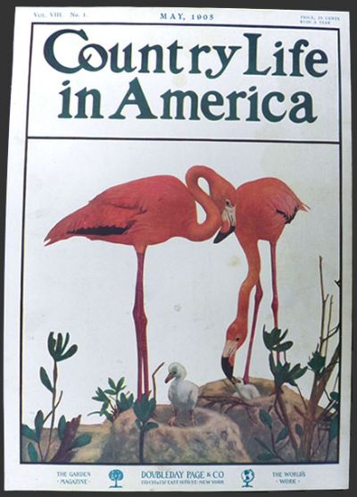 1905 Country Life in America Cover ~ Pink Flamingos & Baby Flamingos