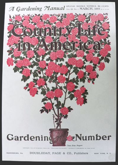 1903 Country Life in America Cover ~ Large Pot of Pink Roses