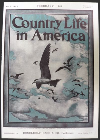 1904 Country Life in America Cover ~ Sooty Terns in Flight