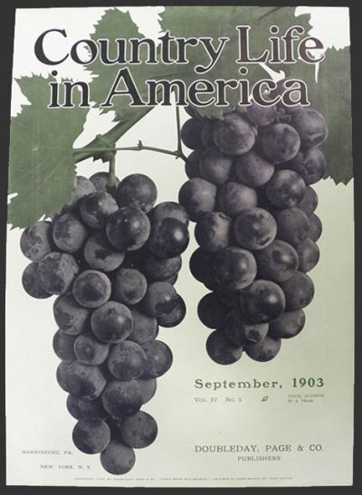 1903 Country Life in America Cover ~ Purple Grapes
