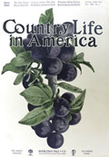 1905 Country Life in America Cover ~ Purple Plums