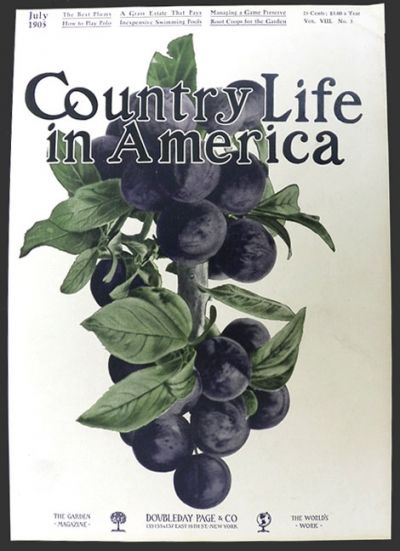 1905 Country Life in America Cover ~ Purple Plums