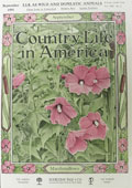 1905 Country Life in America Cover ~ Althaea (Marsh-Mallow) Flowers