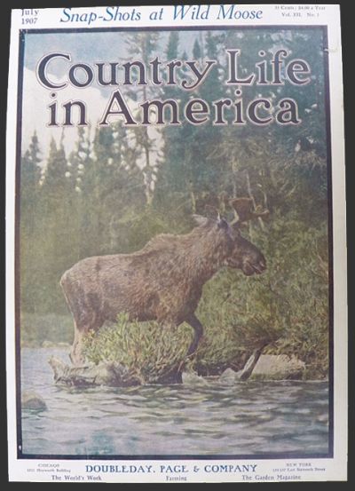 1907 Country Life in America Cover ~ Wild Moose