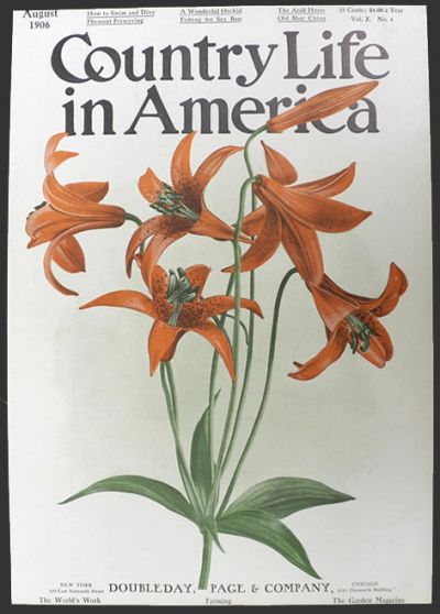 1906 Country Life in America Cover ~ Orange Lilies
