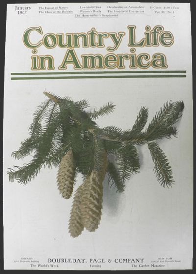 1907 Country Life in America Cover ~ Norway Spruce Pine Cones