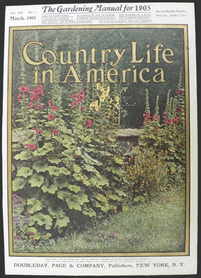 1905 Country Life in America Cover ~ Hollyhocks in a Garden