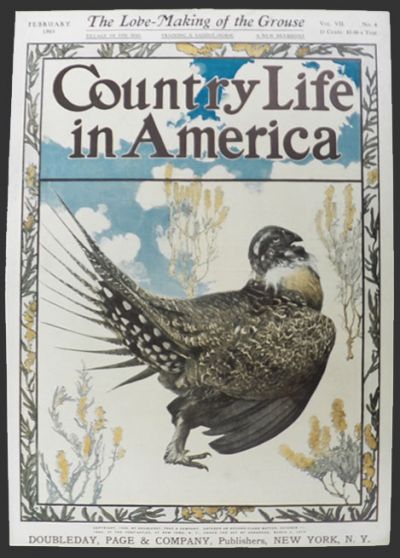 1905 Country Life in America Cover ~ Grouse
