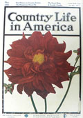 1908 Country Life in America Cover ~ Burgundy Dahlia