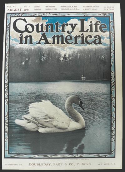 1904 Country Life in America Cover ~ Swan in the Water