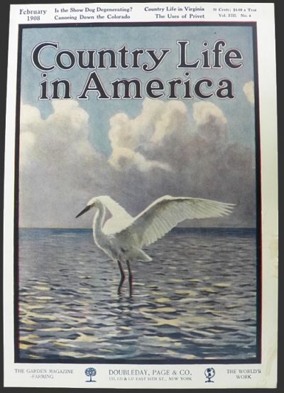 1908 Country Life in America Cover ~ Great White Heron