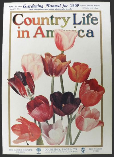 1909 Country Life in America Cover ~ Darwin Tulips