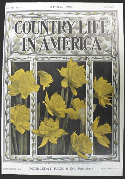1903 Country Life in America Cover ~ Daffodils