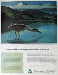 1959 Weyerhaeuser Company Ad ~ Black Crowned Heron