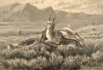 Antique Print ~ Antelope Hunting