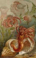 Brehms Tierleben Antique Print ~ Hermit Crabs