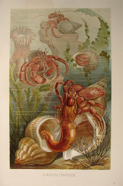 Brehms Tierleben Antique Print ~ Hermit Crabs