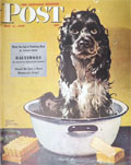 1946 Saturday Evening Post Cover ~ Cocker Spaniel Takes A Bath