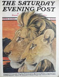 1929 Saturday Evening Post Cover ~ Paul Bransom ~ Lions
