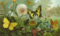 Louis Prang Antique Print Chromolithograph ~ Butterflies, Erycinids