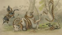 Antique Snake Print ~ Anaconda, Python, Rattlesnake, Cobra ~ Oliver Goldsmith