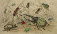 Antique Print ~ Insects, Beetles, Weevils ~ Oliver Goldsmith