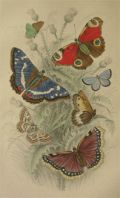 Antique Butterfly, Butterflies Print ~ Oliver Goldsmith