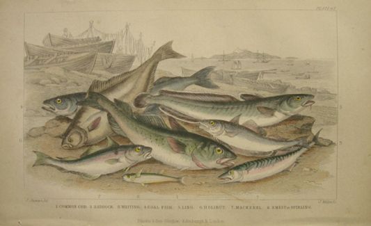 Antique Fish Print ~ Cod, Whiting, Holibut, Mackerel, Smelt ~ Oliver Goldsmith