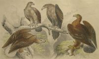 Antique Bird Print ~ Sea, Golden, Small Cape, Wedge Tailed Eagles ~ Oliver Goldsmith