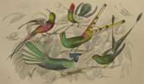 Antique Hummingbirds Print ~ Oliver Goldsmith