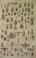 Antique Print ~ Insects #XXXIX ~ Oliver Goldsmith
