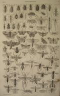 Antique Print ~ Insects #XI ~ Oliver Goldsmith
