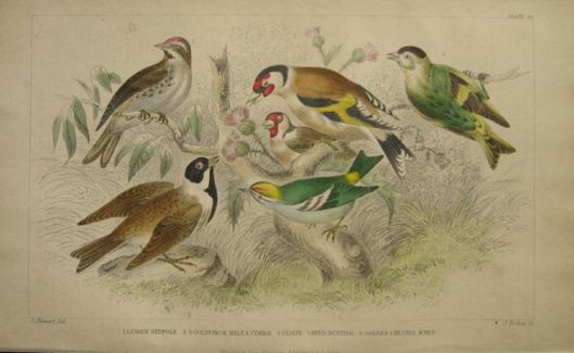Antique Bird Print ~ Redpole, Goldfinch, Siskin, Reed Bunting, Wren ~ Oliver Goldsmith