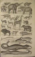 Antique Print ~ Mammalia including Elephant ~ Oliver Goldsmith