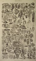 Antique Print ~ Molluscs ~ Oliver Goldsmith