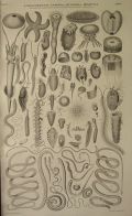 Antique Print ~ Starfish, Worms, Jellyfish, etc. ~ Oliver Goldsmith